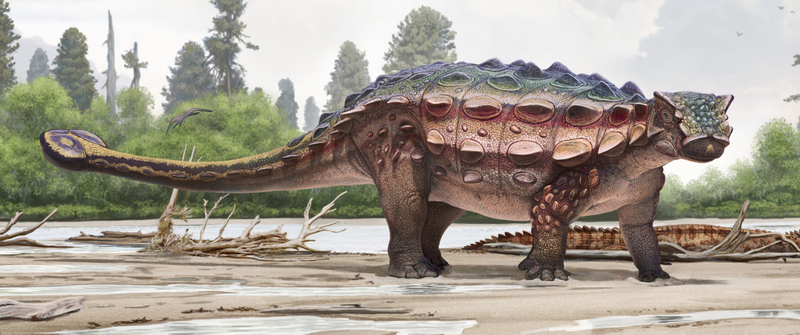 Artist’s impression of the new ankylosaurid.